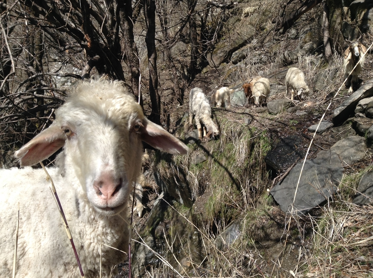 f:id:mutsumiumi:20190327002838j:plain