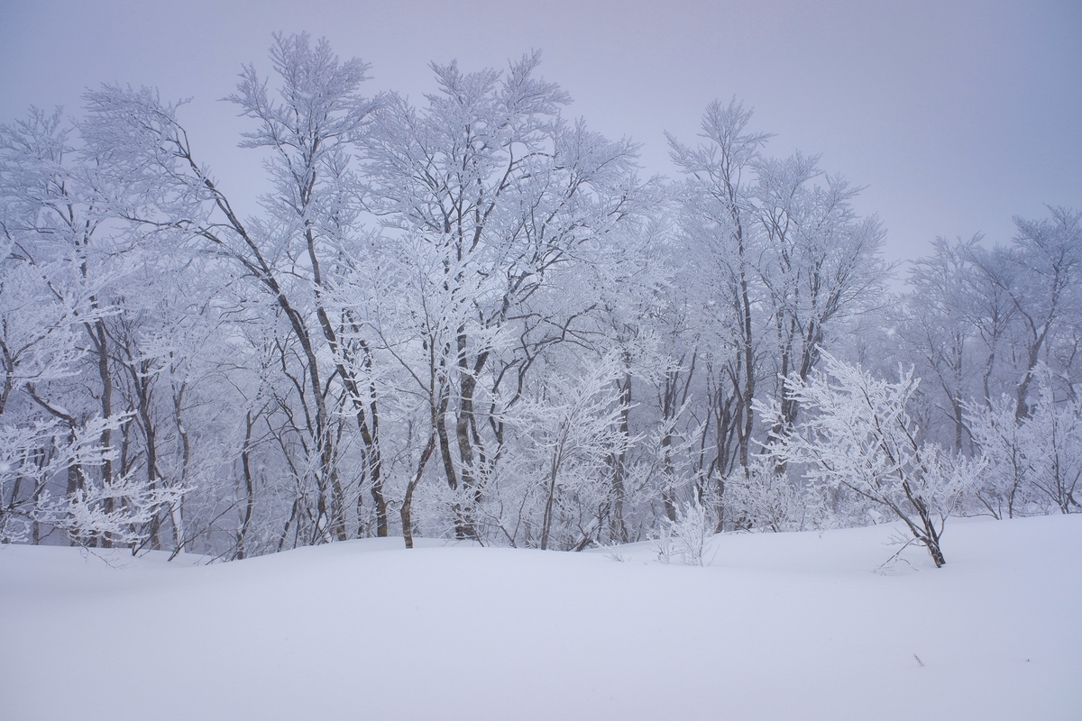 f:id:muu000:20200206012314j:plain