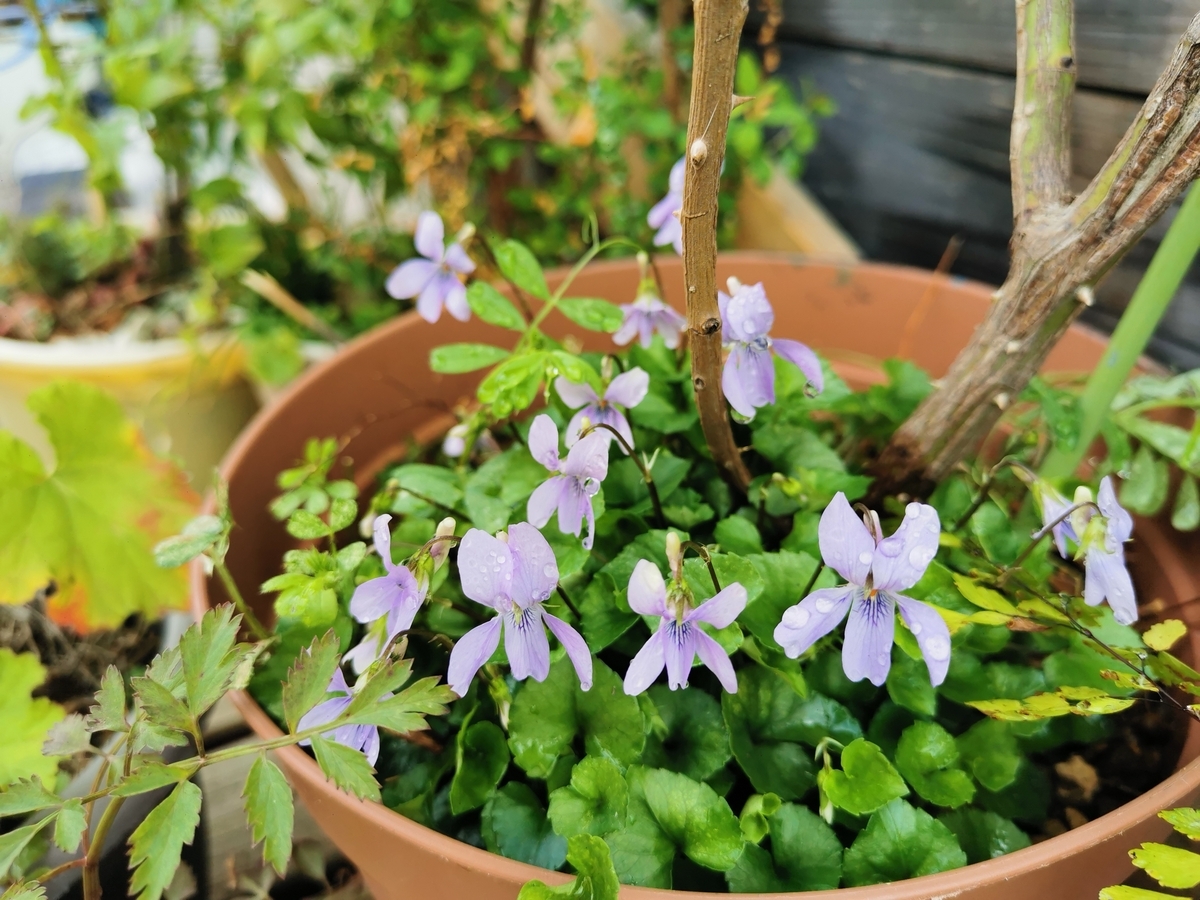 屋上ベランダで 〜 🌷.*3/18ユキヤナギ スミレ ハーブ - muu552のブログ