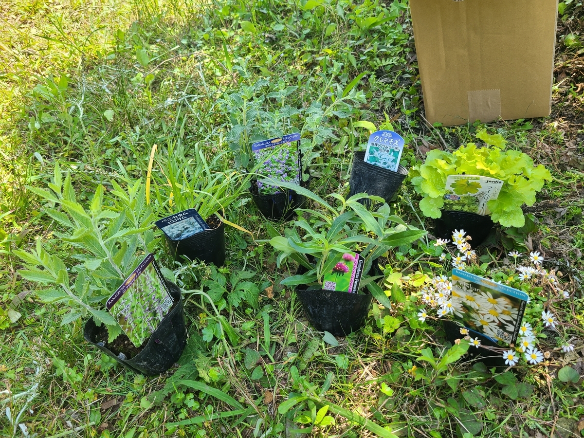 おはながやっと届きました！5月もたくさん！ グラス系など 17 - muu552 