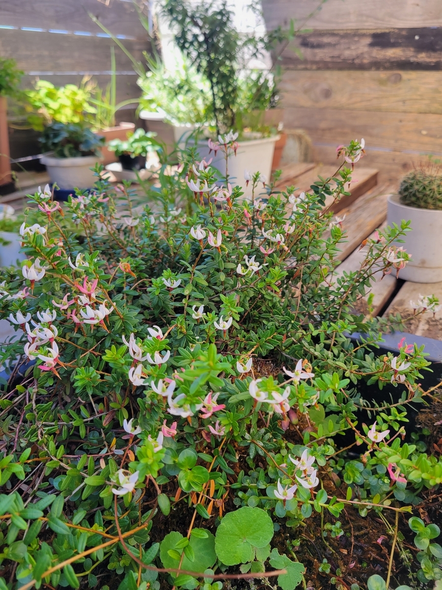 クランベリー苗　かわいいお庭 果樹栽培】【クランベリーの育て方】｜かわいい花や実の観賞を楽しむ