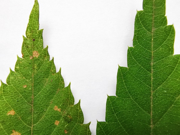 f:id:muu8san:20201105191948j:plain