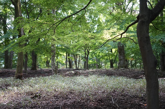 f:id:muu8san:20210102113325j:plain