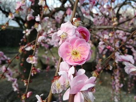 梅の花