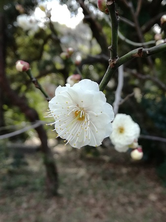 八重の梅の花