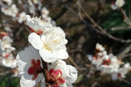 このうめの花は、本物？