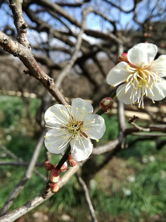 二輪の梅の花