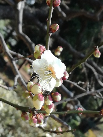 梅の花の蕾