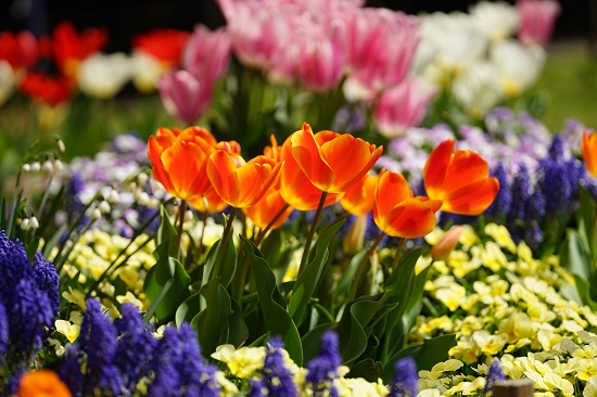 チューリップの綺麗な写真を撮り方