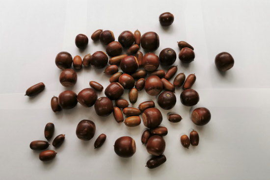 期待】クヌギとコナラのミニ盆栽～どんぐりを拾って発芽させる～樹木を