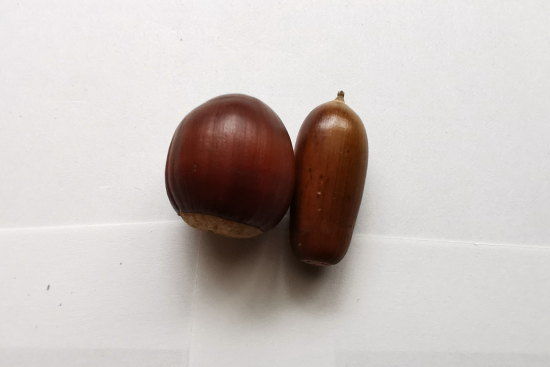 期待】クヌギとコナラのミニ盆栽～どんぐりを拾って発芽させる～樹木を