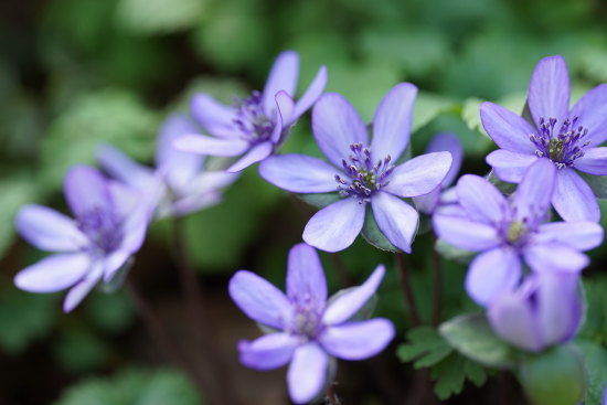 カメラのど素人が、プロのカメラマンに撮影のテクニックを教わってきました。の花写真