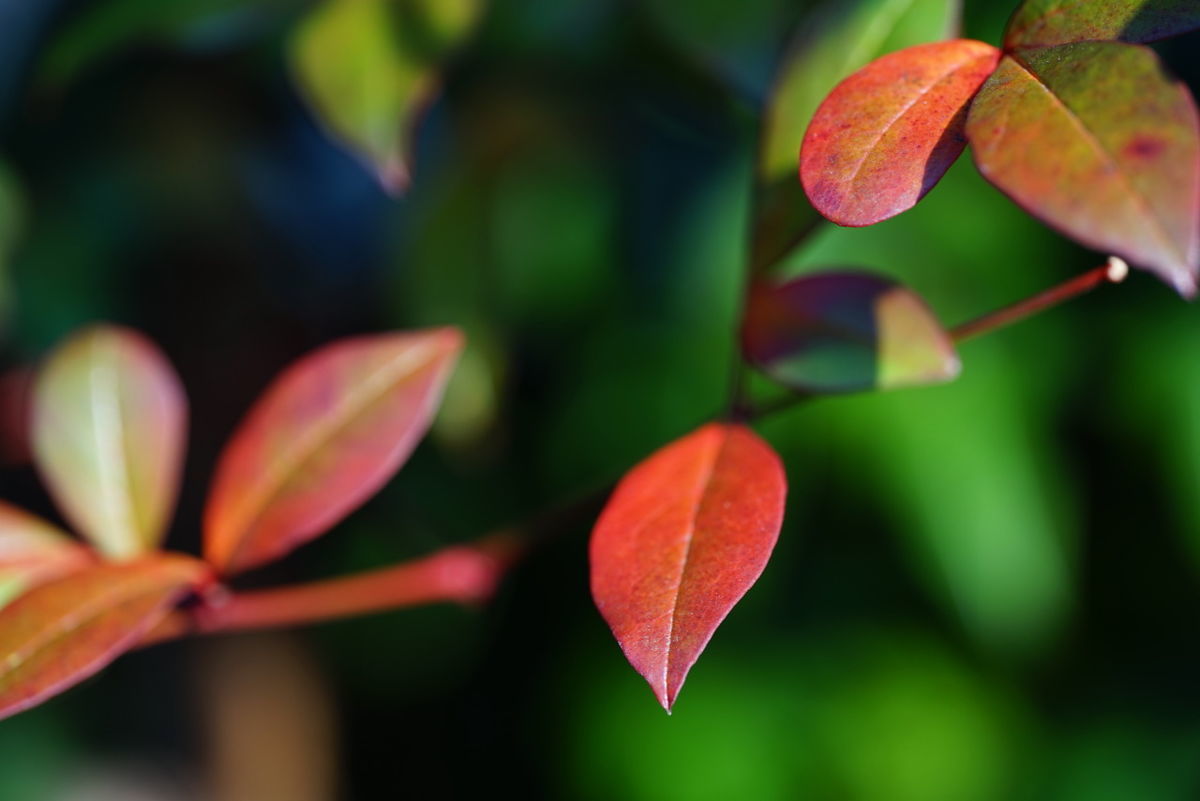 シグマ　105mm F2.8 DG DN MACRO Artで撮影した紅葉