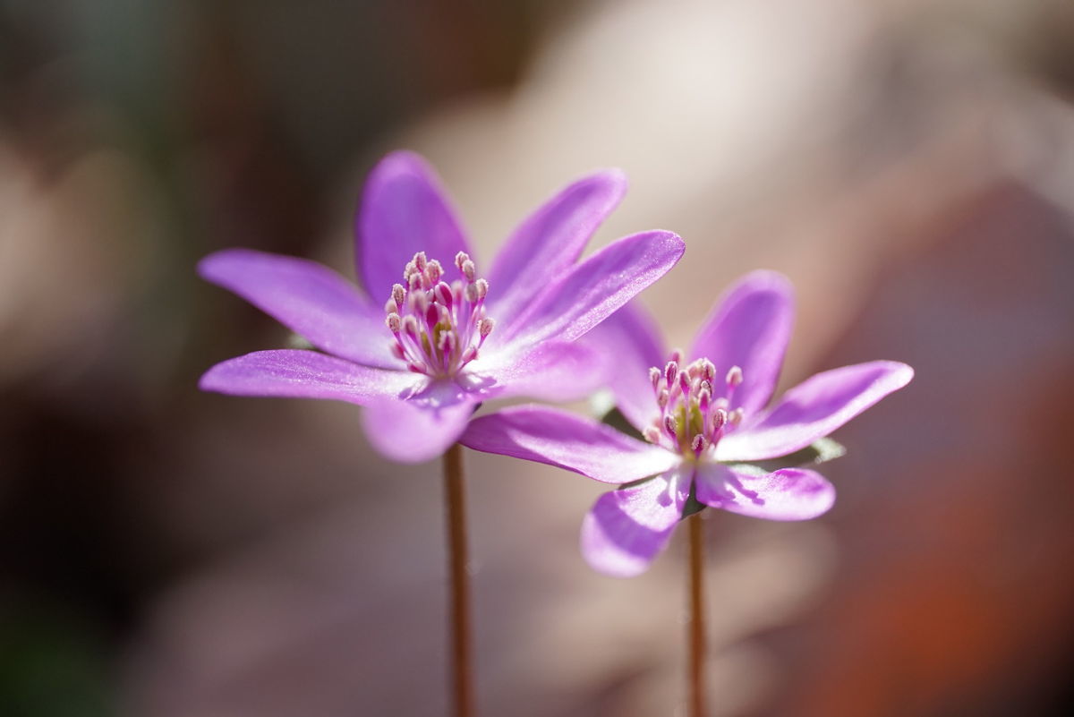 シグマ105mm F2.8 DG DN MACRO Artで撮影した春の妖精