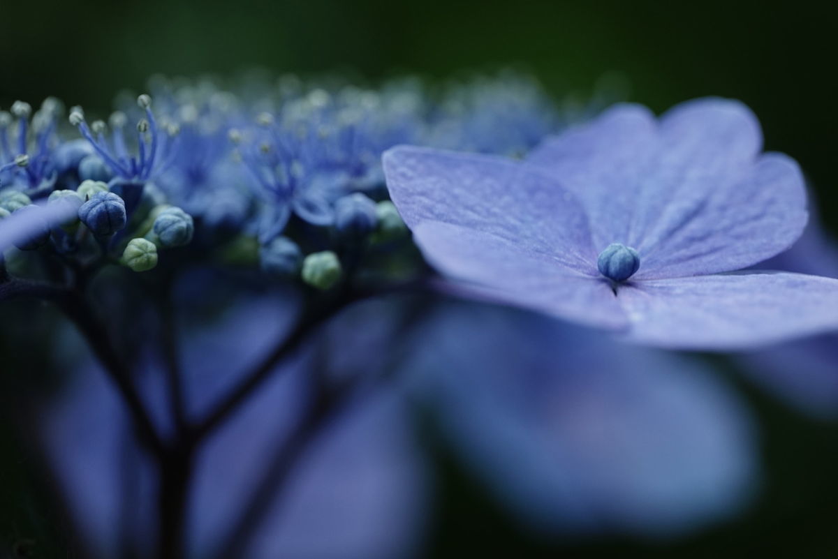 シグマ105mm F2.8 DG DN MACRO Artで撮影したあじさい