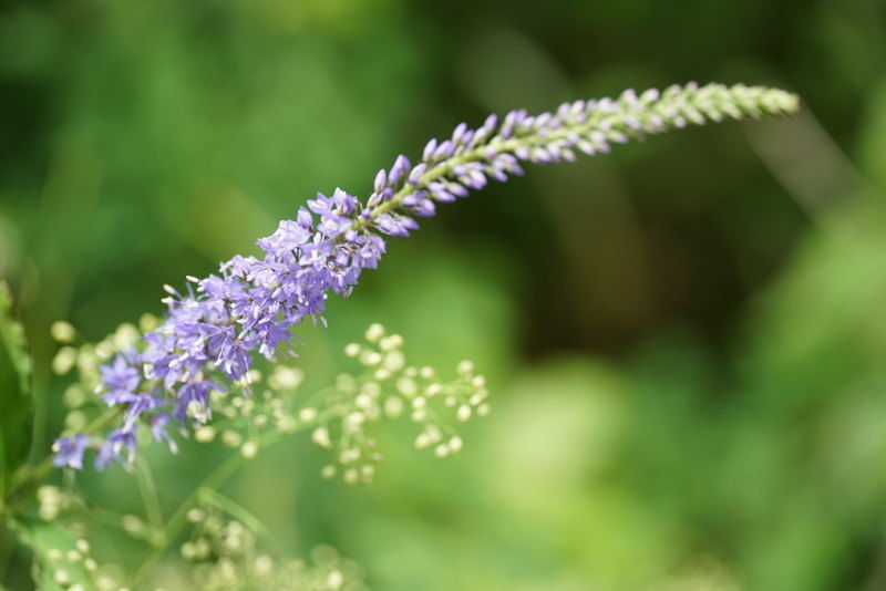 SONY α7とSIGMA 105mm F2.8 DG DN MACRO Artで花を撮影