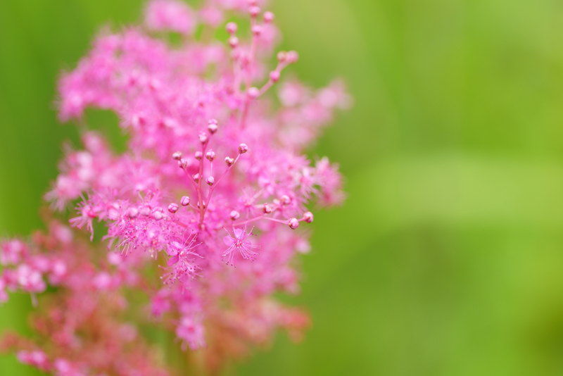 SONY α7＋シグマ 105mm F2.8 DG DN MACRO Artで撮影した花の写真