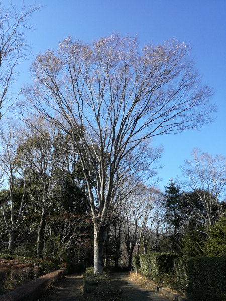 ケヤキ　箒のような樹形