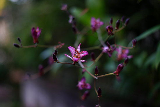 FE 50mm F1.8 SEL50F18Fで撮影