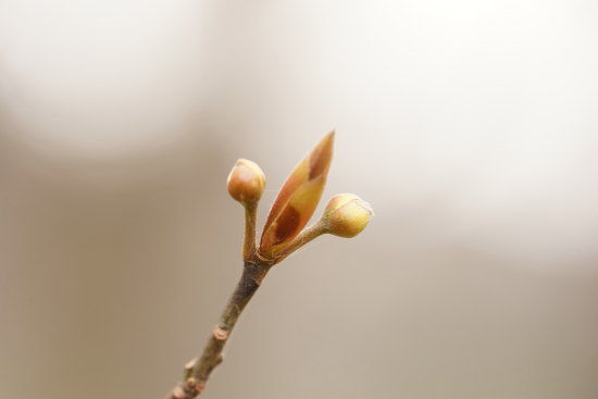 クロモジの冬芽の様子