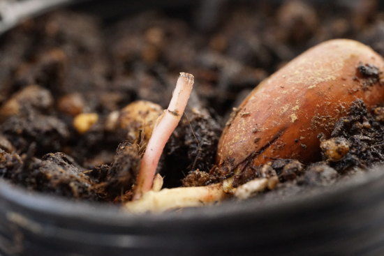 茎を切った発芽したコナラのどんぐり４