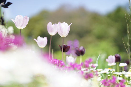 『SONY 初代α7』&『SIGMA105mm F2.8 DG DN MACRO Art 』で撮影