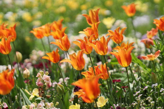 里山ガーデンの花