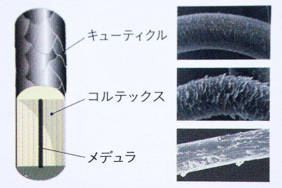 キューティクル