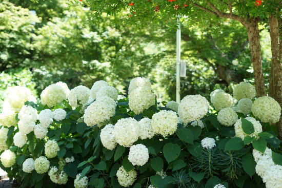 浄妙寺 白いアナベル（紫陽花の品種）
