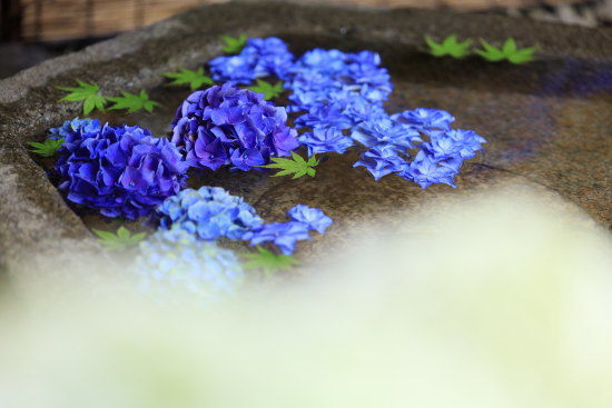 一条恵観山荘　水に浮かんだ紫陽花と青紅葉