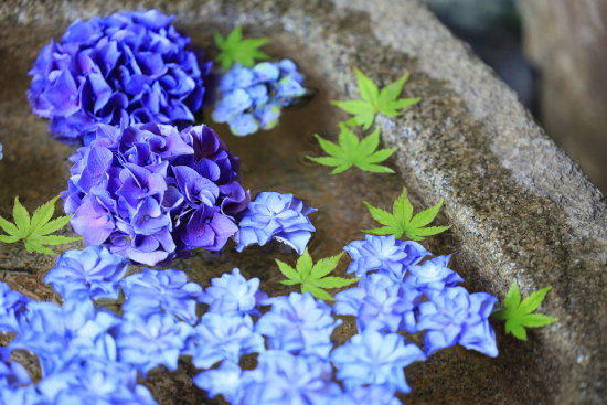 一条恵観山荘　水に浮かんだ紫陽花と青紅葉