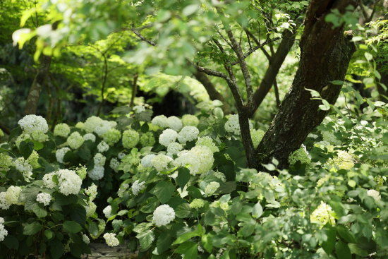 一条恵観山荘　白い紫陽花