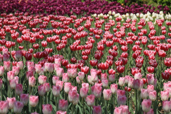 チューリップ畑