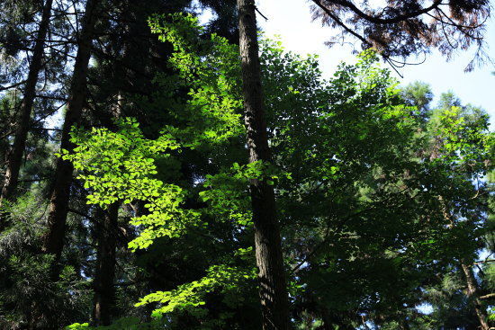 智頭町 こもれびの森コース