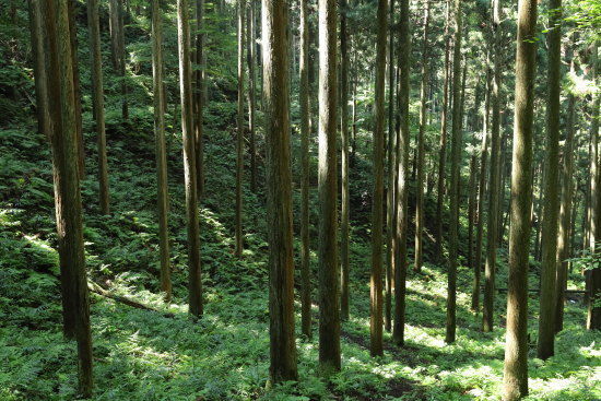 智頭町 森林セラピー 木漏れ日コースの輝くスギの森