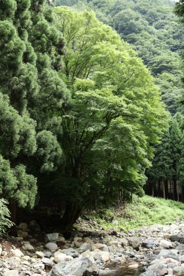 横瀬渓谷コースは川沿いを歩きます