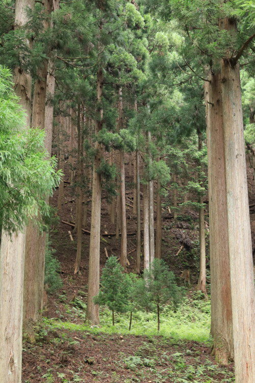 ちょこんと可愛らしく、稚樹が植えられています