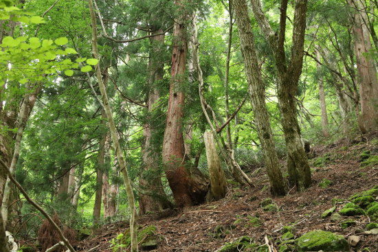 芦津渓谷セラピーロード 雪の重みで曲がるスギ