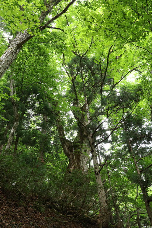芦津渓谷セラピーロード トチの大木