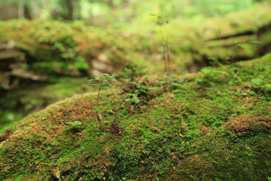 倒木に苔と、小さな芽生え