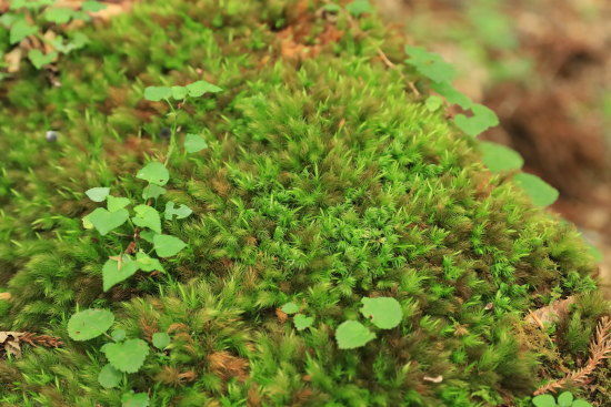 苔のグリーンと赤茶