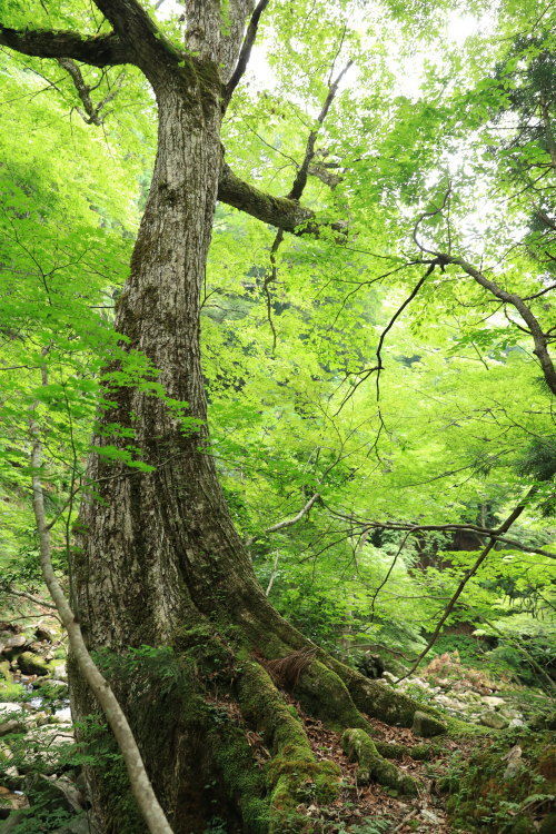 芦津セラピーロードのそびえる大木