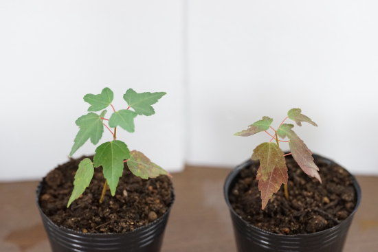 トウカエデの植え替え（ミニ盆栽に向けて）