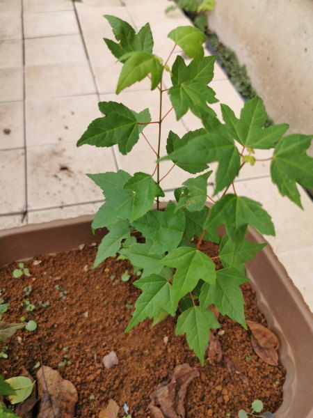 ミニ盆栽のために植え替えるトウカエデ