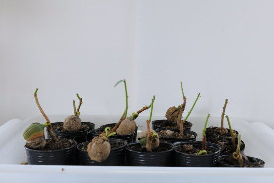 クヌギの幹を切った様子