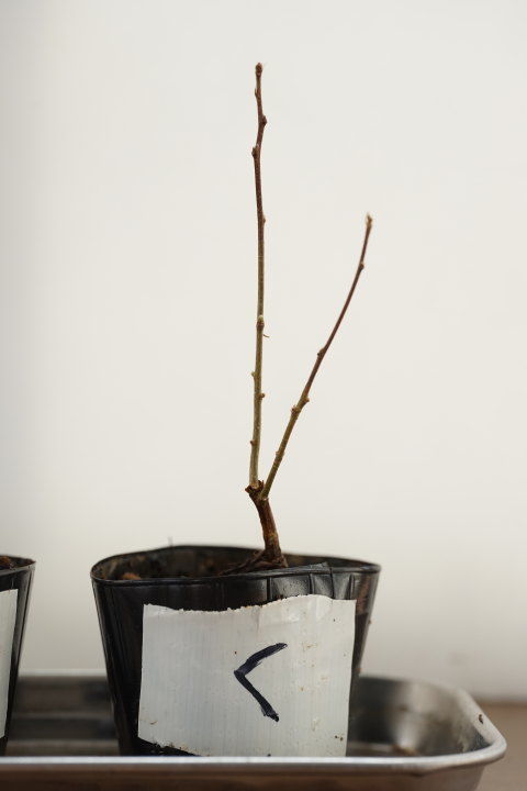 クヌギのミニ盆栽 芽吹かなかったく君