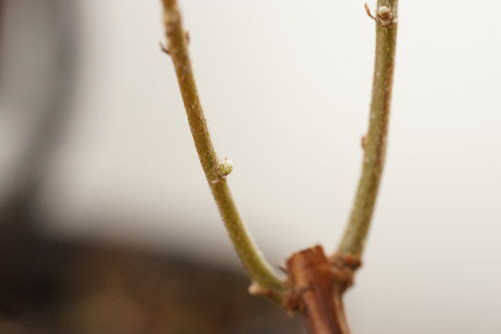 くぬぎの芽が薄い緑色