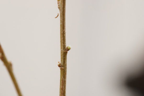 ミニ盆栽になってほしいクヌギのく君