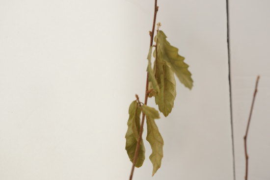 くぬぎの稚樹のかれた葉っぱ