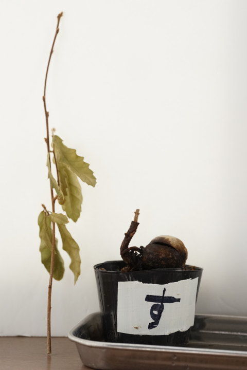 くぬぎのす君の幹を切った様子